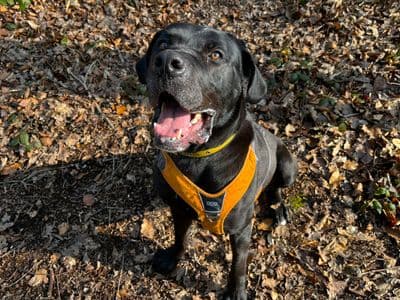 Luca — Mastiff Cross