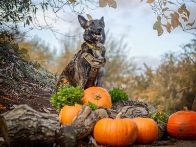 Prince — Belgian Malinois