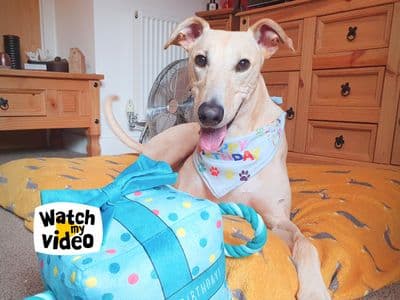 Rory — Lurcher