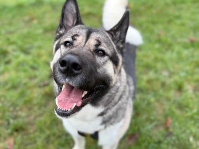 Bucky — American Akita