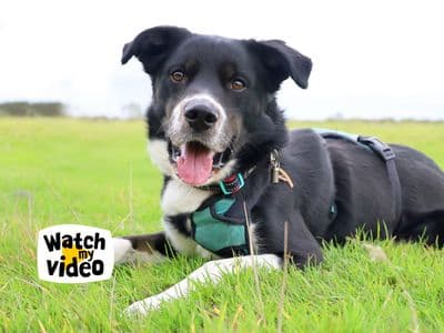 Domino — Collie (Border) Cross