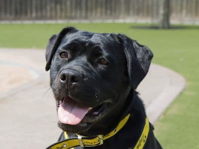 Cherry — Terrier (Staffordshire Bull) Cross