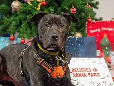 Baxter — Mastiff Cross