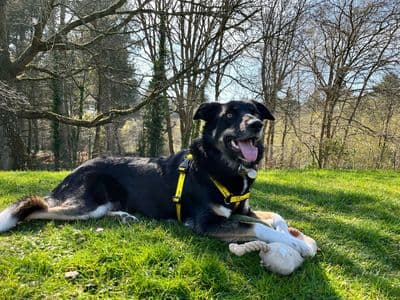 Georgia — Collie (Border) Cross