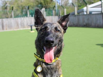 Meadow — Belgian Shepherd Dog (Malinois) Cross