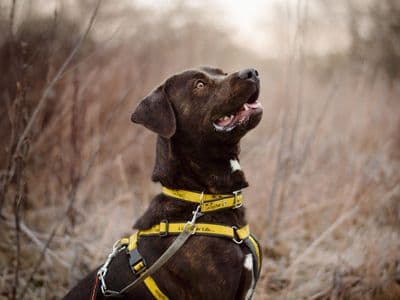 Copper — Retriever (Labrador) Cross