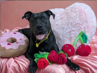 Kiwi — Mixed Breed