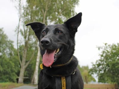 Nala — German Shepherd Dog Cross