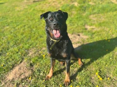 Pax — German Shepherd Dog Cross