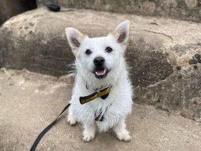 Chino — Shih Tzu Cross