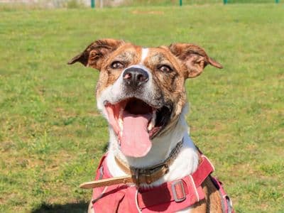 Daisy — Mixed Breed