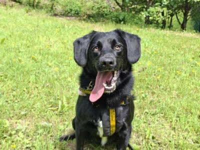 Dexter — Collie (Border) Cross