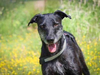 Lenny — Lurcher