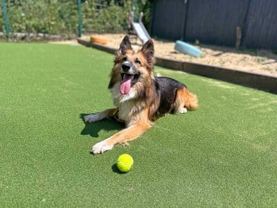 Trilby — Collie (Border) Cross