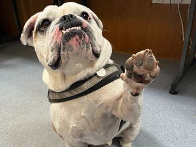 Vinnie — Bulldog Cross