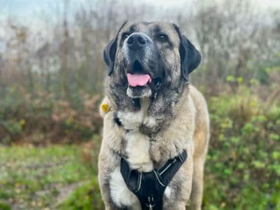 Leyla — Turkish Kangal Dog