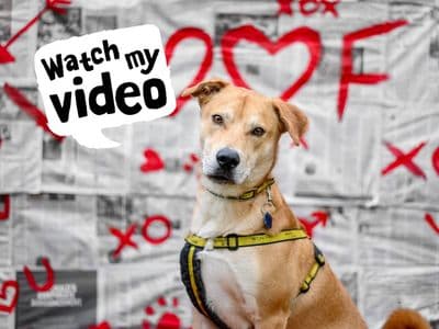 Donny — Mixed Breed