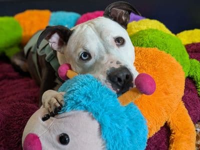 Colin — Terrier (Staffordshire Bull) Cross