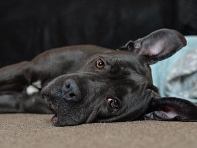 Mavis — Italian Corso Dog