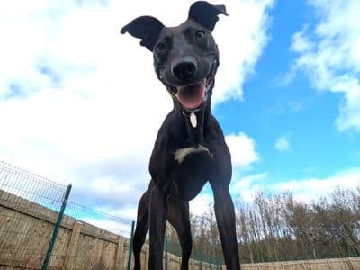 Lydia Longlegs — Lurcher
