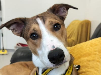 Marvin — Collie (Border) Cross