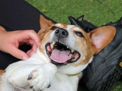 Tom — Terrier (Jack Russell)