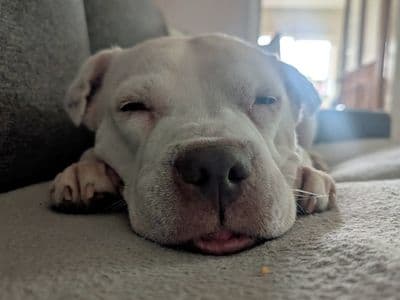 Daisy — Terrier (Staffordshire Bull) Cross