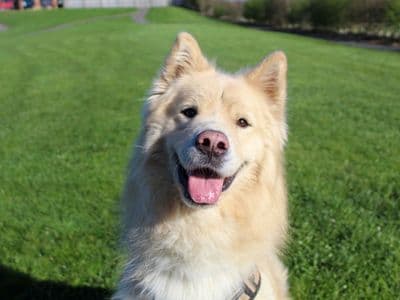Barley — Samoyed Cross