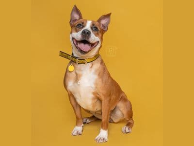 Beauty — Terrier (Staffordshire Bull)