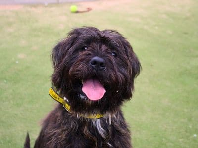 Bear — Mixed Breed