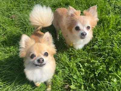 Joe — Chihuahua (Long Coat)