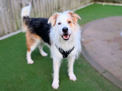 Marley — Mixed Breed