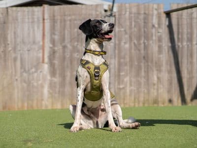 Woody — Retriever (Labrador) Cross