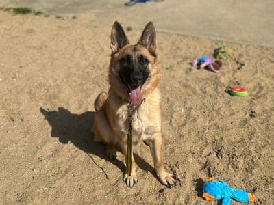 Miley — German Shepherd Dog Cross