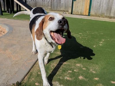 Tuppence — Foxhound