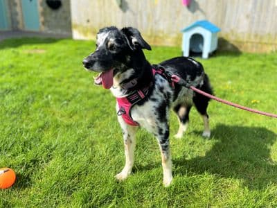 Mabel — Collie (Border)