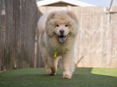 Yogi — Chow Chow
