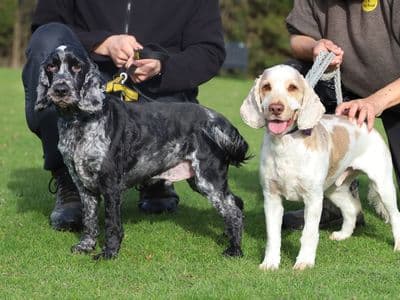 Oscar — Spaniel (Cocker)