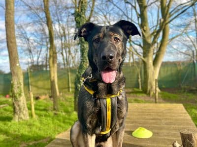 Hero — German Shepherd Dog Cross