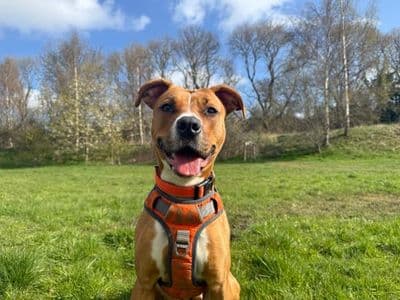Ponyo — Terrier (Staffordshire Bull) Cross