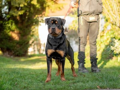 Bosco — Rottweiler