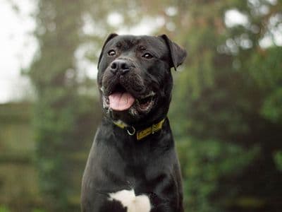 Mason — Mastiff Cross