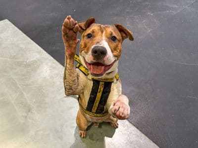 Jax — Terrier (Bull) Cross