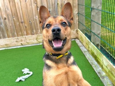 Dingo — Mixed Breed