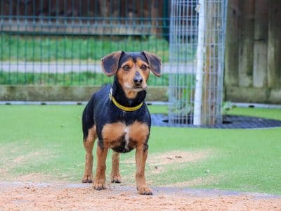 Ramsey — Dachshund (Smooth Haired) Cross
