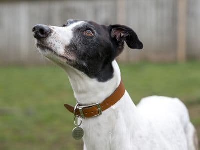 Laurel Longlegs — Greyhound