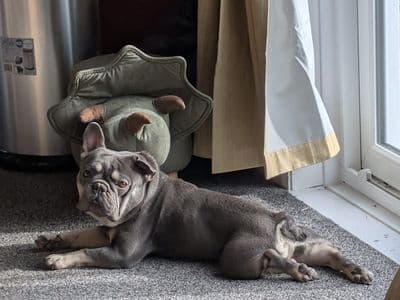 Thor — French Bulldog