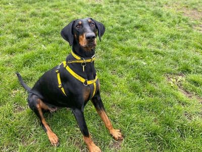 Daphne — Dobermann