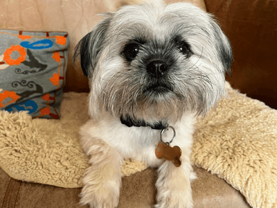 Margot — Pomeranian Cross