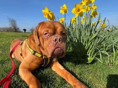 Geordie — Dogue De Bordeaux